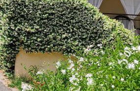 La Bouganville e Il Gelsomino - Foto 33