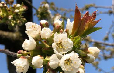 Altes Landhaus Oste, Klavier Appartement, 2 Zimmer mit Kamin - Foto 49