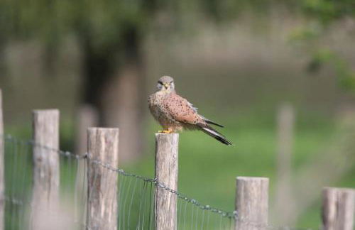 Le Ponton des Sympetrums - Foto 7