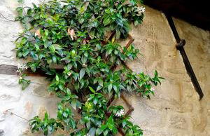 Ville Betulla e Gelsomino - Photo 8