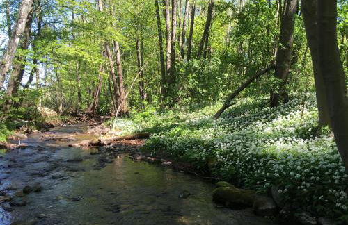 Eldorstal 1 - Ferienwohnung in Bad Harzburg mit Hund - direkt am Nationalpark - 1000 qm Garten - Foto 17