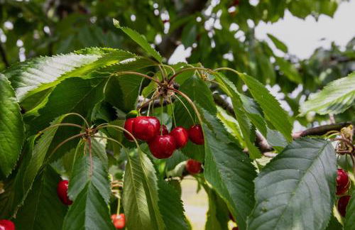 Agriturismo I Debbi - Foto 24