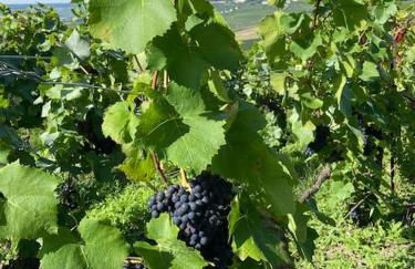 Au cœur du vignoble champenois - Foto 21