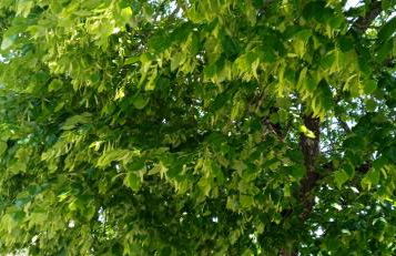 LE PHENIX à internet haut débit & parking - Foto 35