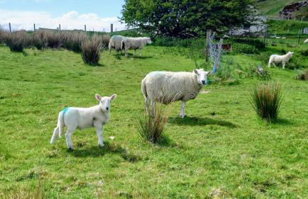 Uig Chalets Idrigill Hill Chalet - Foto 25