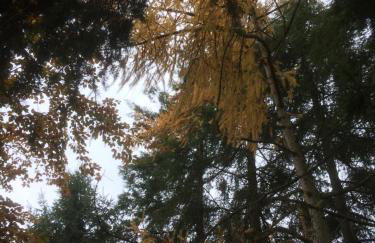 Ferienhaus-stadtkyll Beim Förster - Foto 45