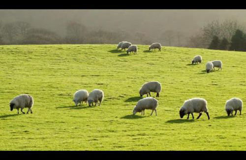 Honey Bee Cottage Tiny House Welshpool - Photo 24