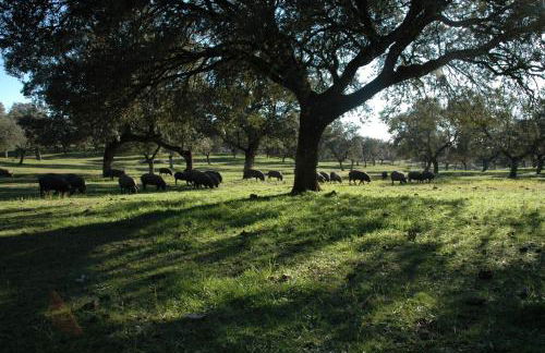 Cortijo Charcollana - Foto 51