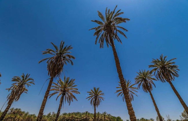 Escursione a Tayma - Foto 7