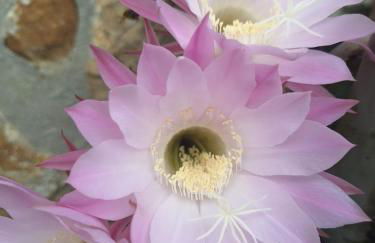 Casa Rural Areano - Foto 115