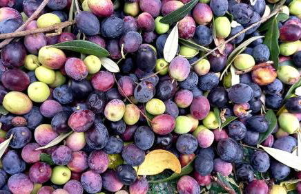 Casa intera con giardino - Photo 51