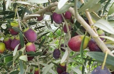 Kleoni's cottage - Foto 41