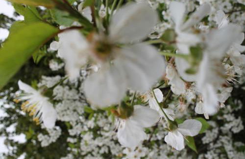 Bungalow in Tessmannsdorf Nahe Salzhaff - Foto 79