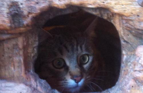 Casa rural cal Rei - Foto 67