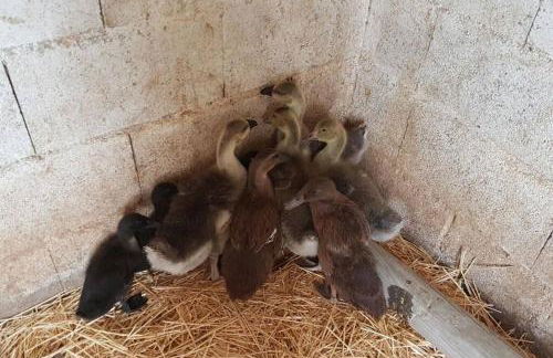 Finca La Caprichosa de Dancos - Foto 59