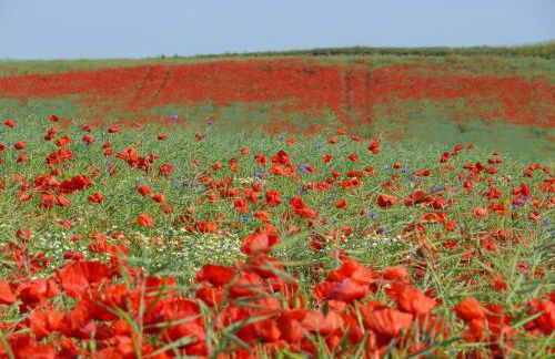 Appartement Meeresrauschen - Foto 34