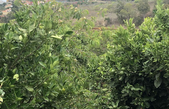 Los Viejitos en Firgas - Foto 77