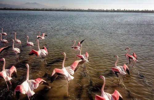 Flamingo View Suites & Villas - Photo 7