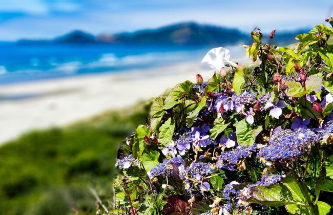 Nye Beach Cottages - Foto 58