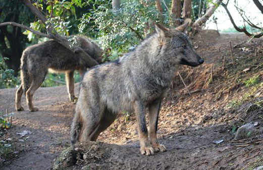 Zoo de Barcelona - Foto 3