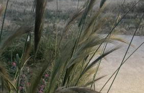 Tsikalario Beach House - Foto 21