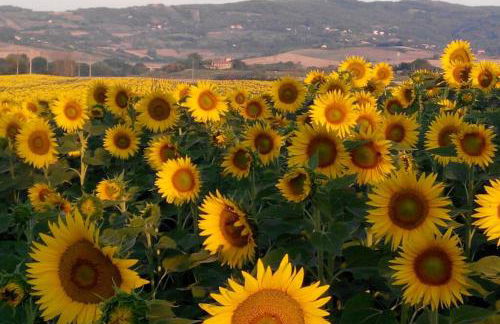 Il Nido di Giulia - Foto 23