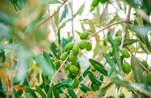 San Carlo a La Molinella - Photo 61