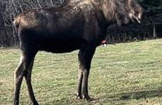 Raspberry Cottage - Foto 8