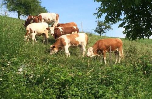 FeWo im Tal der Sonne - Albtal - Foto 25