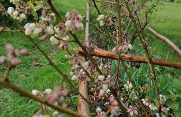 Komfortowy dom wakacyjny dla kilku rodzin - Foto 25