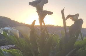 cabaña do rei - Foto 64