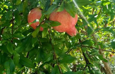 A Casa da Azenha - Foto 10