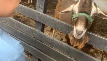 Flat studio monte castelo gravatá PE - Foto 3