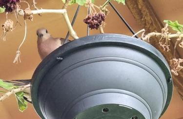 Querência MaeDa - Photo 71