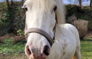 Ferienwohnung Landidyll, Whirlpool, Minipigs, Ponys, Familien - Foto 48