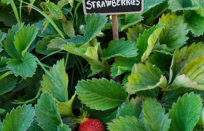 Le Cantinelle - Foto 25