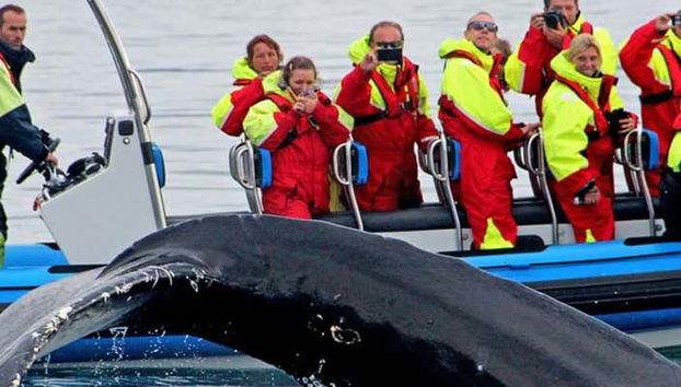 Whale Watching by Speedboat - Foto 3