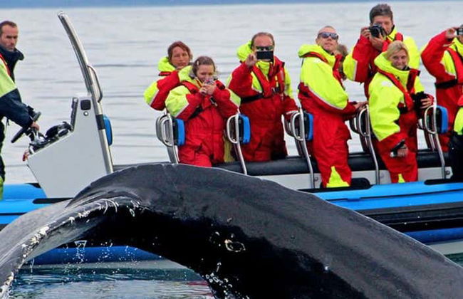 Whale Watching by Speedboat - Photo 3