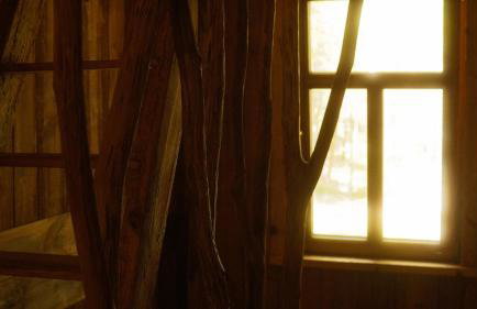 Biały Las Magiczna Stara Chata Puszcza Białowieska - Foto 27