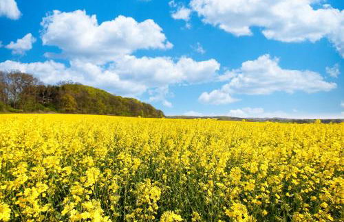 Landhaus Wusse Ferienwohnung Stralsund - Foto 47