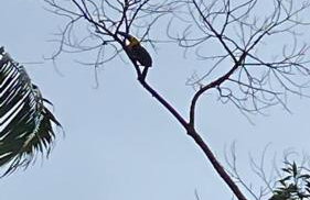 Chácara Gomes - Caiubura - Bertioga - Foto 37