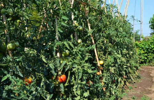 Casa TAPIOLAS - Foto 23