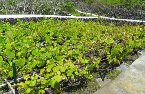 Adega Ilhéu - Photo 34