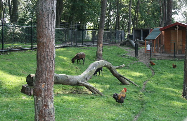 Comfortable Chalet Near Brunssummerheide - Photo 7