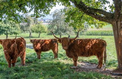 Ferienhof Siber - Foto 8