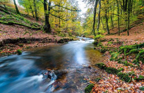 West Hollowcombe Farm Cottages - full site booking - Foto 20