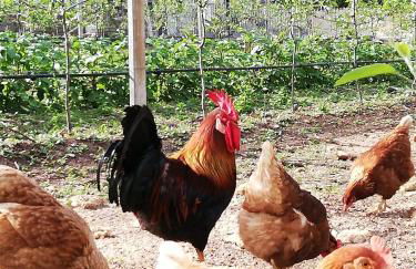 Ansitz Grustdorf - Foto 14