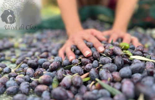 Ulivi di Cleo - Foto 50