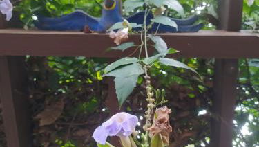 Casa Temporada Castro Alves - Foto 2