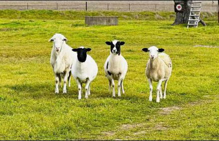 Kingsby Farmhouse - 1BR with 2 Queens & Mountain Views - Photo 26